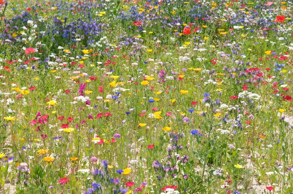 Verscheidenheid Van Bloemen Flower Dream Stockfoto