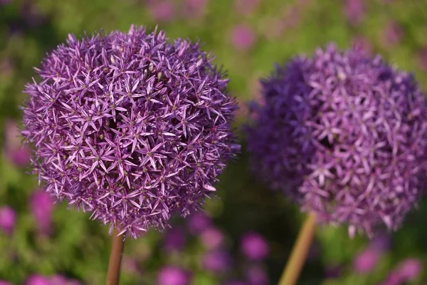 Süslü soğan Globemaster çiçeği