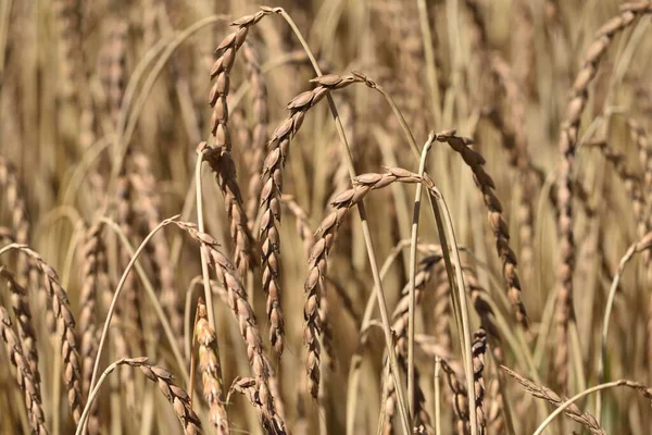 Spelt Tritikum Búzafül Nyáron — Stock Fotó