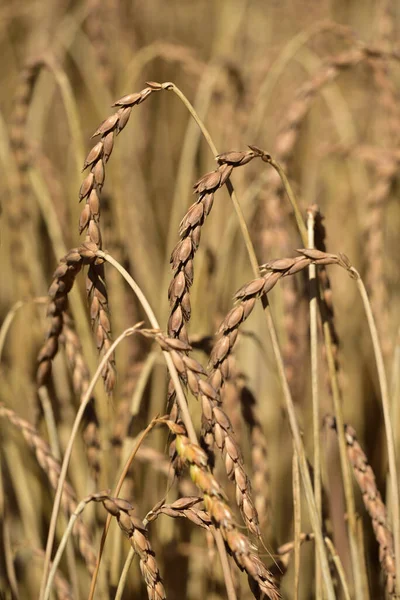 Büyülü triticum, olgun sarı buğday tarlası, yakın çekim, yüzeysel odak derinliği