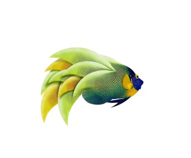 renkli angelfish