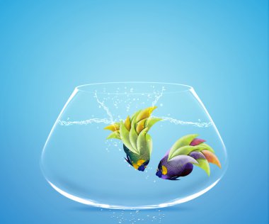 diğer kase atlama angelfish