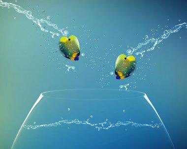 diğer kase atlama angelfish