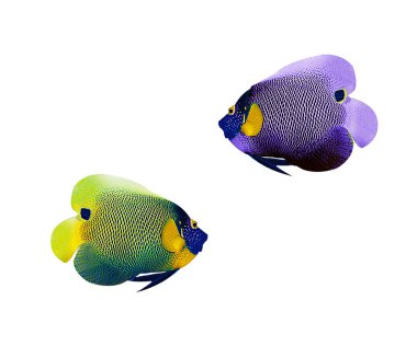 renkli angelfish