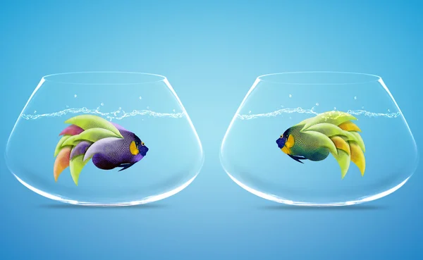 Two Angelfish in Two bowls — Stock Photo, Image