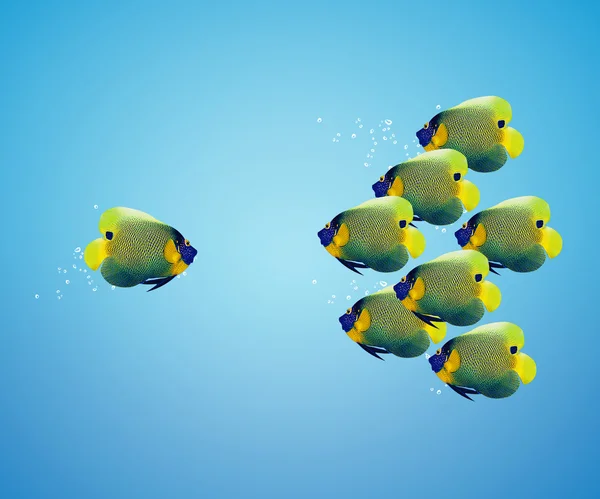 Big angelfish grupo líder de angelfish — Fotografia de Stock