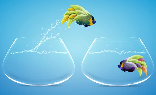Angelfish springen naar andere bowl — Stockfoto