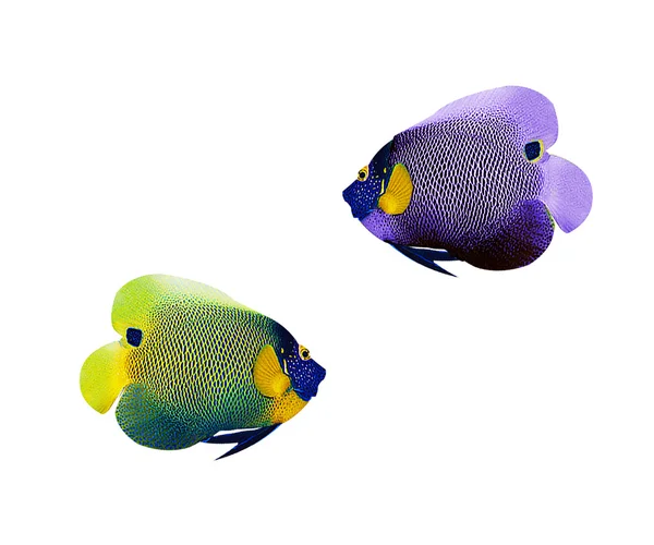 Kleurrijke angelfish — Stockfoto