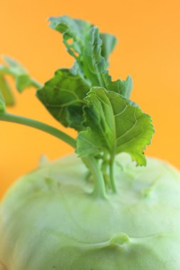 lahana yetiştirilmektedir