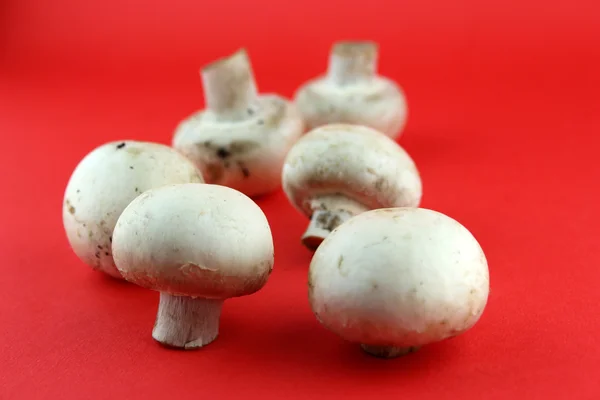 Button mushrooms — Stock Photo, Image