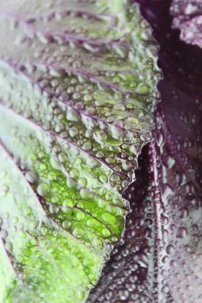 Fresh red cabbage — Stock Photo, Image