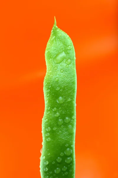 Fresh beans — Stock Photo, Image