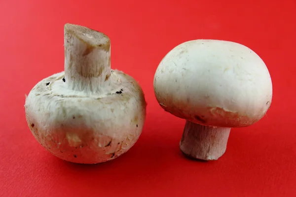 Button mushrooms — Stock Photo, Image