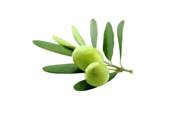 绿橄榄 — 图库照片