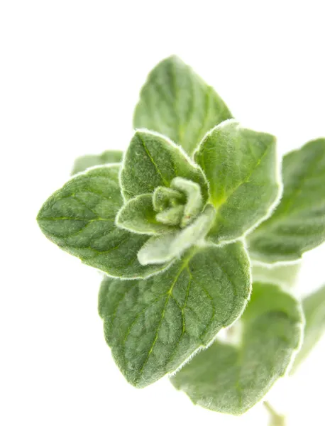 Thyme herb — Stock Photo, Image