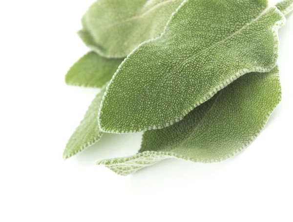 Fresh sage leaves — Stock Photo, Image