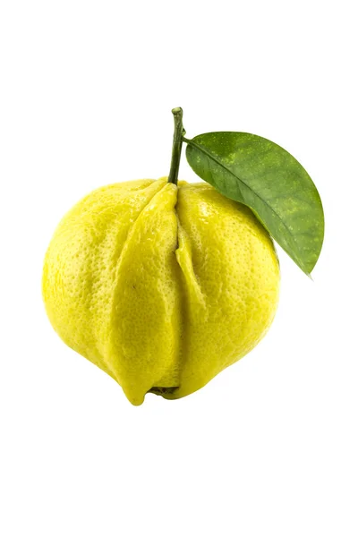 Sárga érett citrom — Stock Fotó