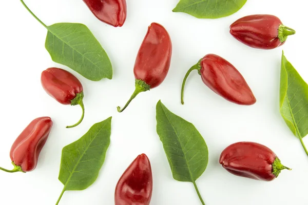 Hot chili pepper — Stock fotografie