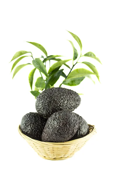 Avocado nero maturo — Foto Stock