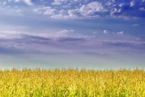 Corn field in cloudy day — Stock Photo, Image