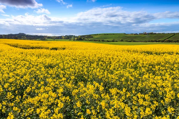 Field of yellow rapeseed — Stock Photo, Image