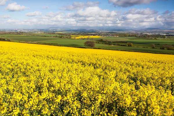 Field of yellow rapeseed — Stock Photo, Image