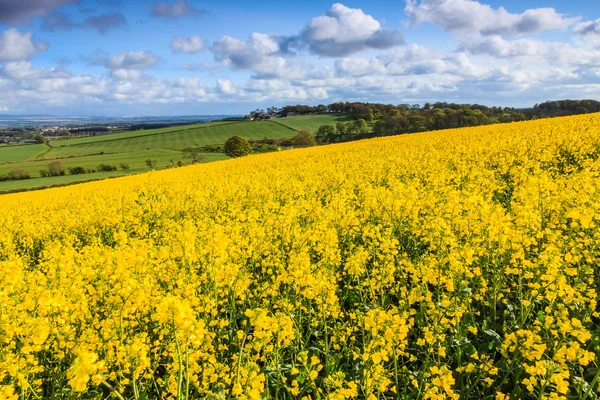 Field of yellow rapeseed on a hill — Stock Photo, Image