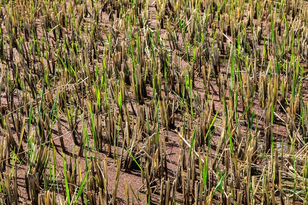 수확된 쌀 필드 — 스톡 사진