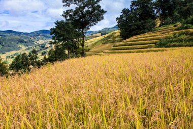 Olgun pirinç Teras alanı