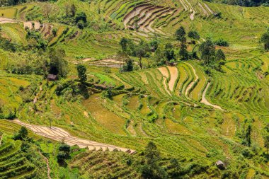 Yeşil pirinç terasları Üstten Görünüm