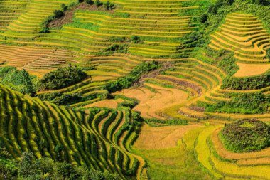 güzel yeşil pirinç Teras