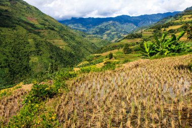 hasat pirinç alan ile peyzaj
