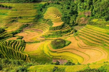 güzel yeşil pirinç Teras kontür