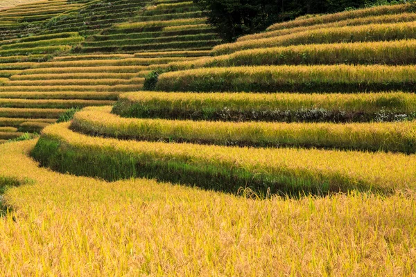 Primer plano de la terraza de arroz — Foto de Stock