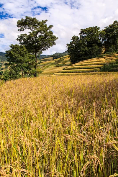 Zralé rýžové terasy pole — Stock fotografie