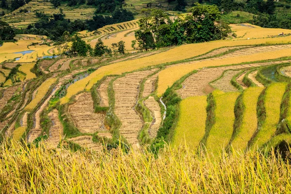 Terraces of rice — Stock Photo, Image