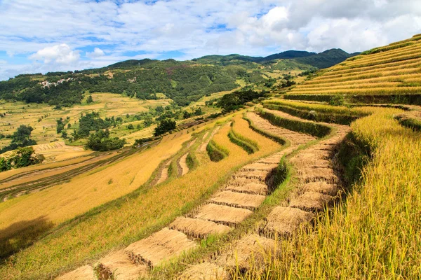 Пейзаж зеленых рисовых террас — стоковое фото