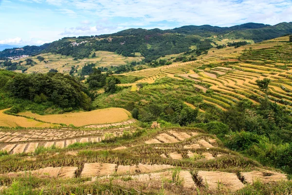 收获的稻田的景观 — 图库照片
