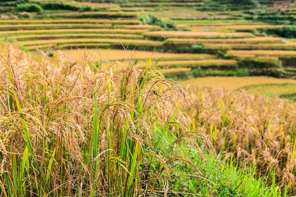 Rice in closeup — Stock Photo, Image