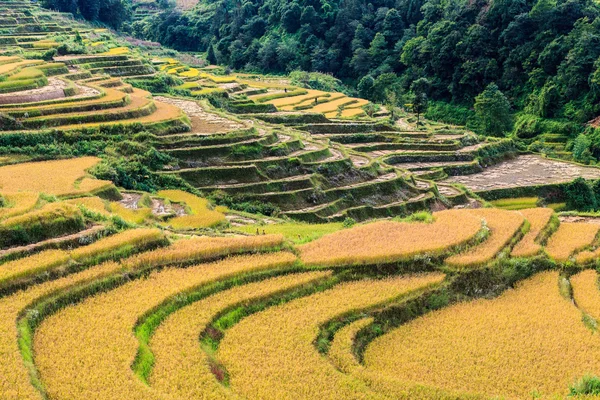Terraza de arroz en una colina — Foto de Stock