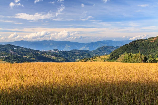 Pejzaż pola ryżu — Zdjęcie stockowe