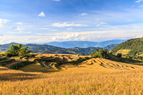 Paesaggio della risaia — Foto Stock