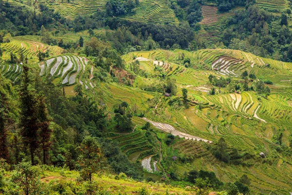 Krajobraz doliny taras zielony ryżu — Zdjęcie stockowe