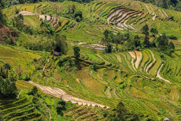 Arroz verde terrazas paisaje — Foto de Stock