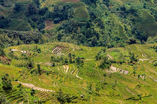 Tarasy ryżowe zielony krajobraz — Zdjęcie stockowe