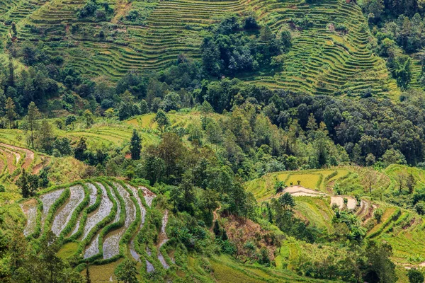 Tarasy ryżowe zielony krajobraz — Zdjęcie stockowe