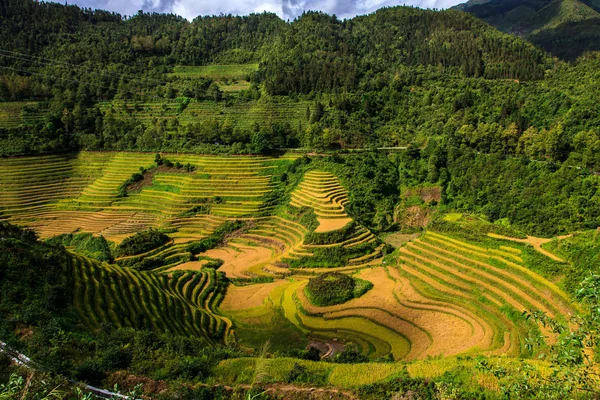 Schöne grüne Reisterrassenlandschaft — Stockfoto