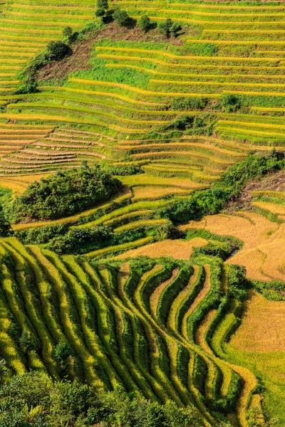 Hermosa terraza de arroz verde — Foto de Stock