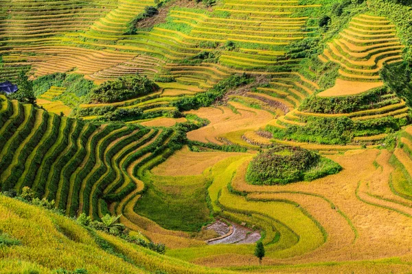 Piękne ryżu zielony taras szczegóły — Zdjęcie stockowe