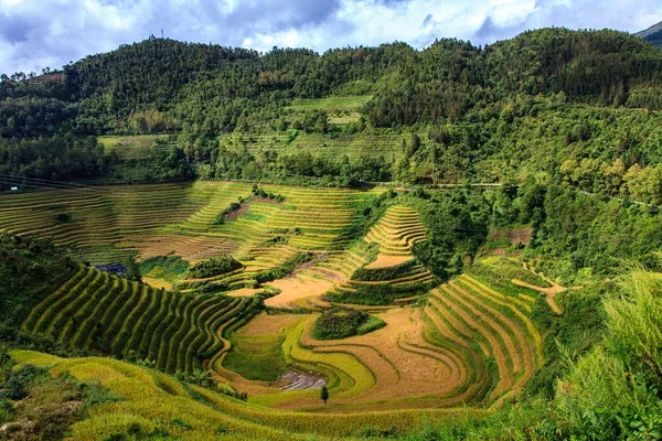 Schöne grüne Reisterrassenlandschaft — Stockfoto